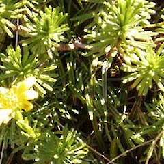 Brachyglottis bifistulosa.<br>Photographer: Sue Lake, Licence: <a target='_blank' href='https://creativecommons.org/licenses/by-nc/4.0'>CC BY-NC</a>.