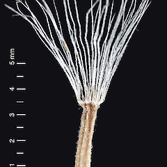 Cypsela. In cultivation.<br>Photographer: Jeremy R. Rolfe, Date taken: 06/04/2007, Licence: <a target='_blank' href='https://creativecommons.org/licenses/by/4.0'>CC BY</a>.
