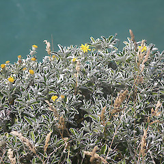 Castlepoint, Wairarapa.<br>Photographer: John Sawyer, Licence: <a target='_blank' href='https://creativecommons.org/licenses/by-nc/4.0'>CC BY-NC</a>.