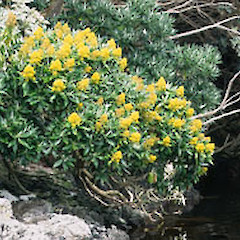 At Sub Antarctic Islands.<br>Photographer: Chris Rance, Licence: <a target='_blank' href='https://creativecommons.org/licenses/by-nc/4.0'>CC BY-NC</a>.