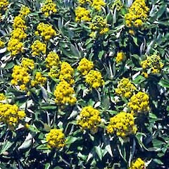 Brachyglottis stewartiae