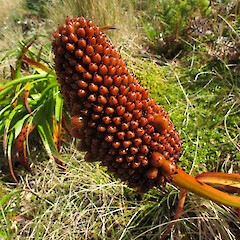 Campbell Island.<br>Photographer: John Barkla, Licence: <a target='_blank' href='https://creativecommons.org/licenses/by/4.0'>CC BY</a>. <a class='member-message' href='/nzpcn/why-join-nzpcn/' target='_blank'>Members can view a larger version of this image.</a>