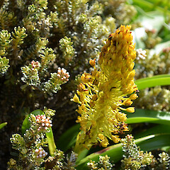 Enderby Island.<br>Photographer: Jane Gosden, Licence: <a target='_blank' href='https://creativecommons.org/licenses/by-nc-sa/4.0'>CC BY-NC-SA</a>. <a class='member-message' href='/nzpcn/why-join-nzpcn/' target='_blank'>Members can view a larger version of this image.</a>