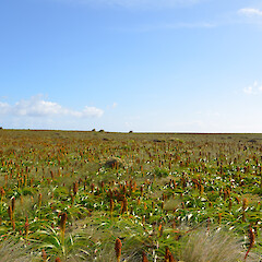 Enderby Island.<br>Photographer: Jane Gosden, Licence: <a target='_blank' href='https://creativecommons.org/licenses/by-nc-sa/4.0'>CC BY-NC-SA</a>. <a class='member-message' href='/nzpcn/why-join-nzpcn/' target='_blank'>Members can view a larger version of this image.</a>