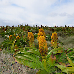 Enderby Island.<br>Photographer: Jane Gosden, Licence: <a target='_blank' href='https://creativecommons.org/licenses/by-nc-sa/4.0'>CC BY-NC-SA</a>. <a class='member-message' href='/nzpcn/why-join-nzpcn/' target='_blank'>Members can view a larger version of this image.</a>