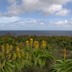 Enderby Island.<br>Photographer: Jane Gosden, Licence: <a target='_blank' href='https://creativecommons.org/licenses/by-nc-sa/4.0'>CC BY-NC-SA</a>. <a class='member-message' href='/nzpcn/why-join-nzpcn/' target='_blank'>Members can view a larger version of this image.</a>