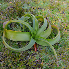 Enderby Island.<br>Photographer: Jane Gosden, Licence: <a target='_blank' href='https://creativecommons.org/licenses/by-nc-sa/4.0'>CC BY-NC-SA</a>. <a class='member-message' href='/nzpcn/why-join-nzpcn/' target='_blank'>Members can view a larger version of this image.</a>