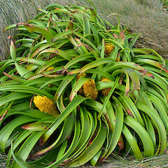 Enderby Island.<br>Photographer: Jane Gosden, Licence: <a target='_blank' href='https://creativecommons.org/licenses/by-nc-sa/4.0'>CC BY-NC-SA</a>. <a class='member-message' href='/nzpcn/why-join-nzpcn/' target='_blank'>Members can view a larger version of this image.</a>