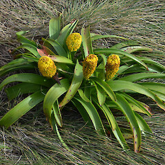 Enderby Island.<br>Photographer: Jane Gosden, Licence: <a target='_blank' href='https://creativecommons.org/licenses/by-nc-sa/4.0'>CC BY-NC-SA</a>. <a class='member-message' href='/nzpcn/why-join-nzpcn/' target='_blank'>Members can view a larger version of this image.</a>