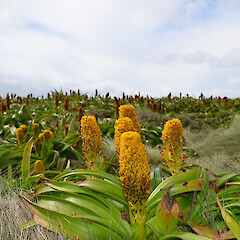 Enderby Island.<br>Photographer: Jane Gosden, Licence: <a target='_blank' href='https://creativecommons.org/licenses/by-nc-sa/4.0'>CC BY-NC-SA</a>. <a class='member-message' href='/nzpcn/why-join-nzpcn/' target='_blank'>Members can view a larger version of this image.</a>