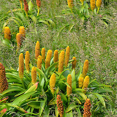 Enderby Island.<br>Photographer: Jane Gosden, Licence: <a target='_blank' href='https://creativecommons.org/licenses/by-nc-sa/4.0'>CC BY-NC-SA</a>. <a class='member-message' href='/nzpcn/why-join-nzpcn/' target='_blank'>Members can view a larger version of this image.</a>