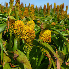 Enderby Island.<br>Photographer: Jane Gosden, Licence: <a target='_blank' href='https://creativecommons.org/licenses/by-nc-sa/4.0'>CC BY-NC-SA</a>. <a class='member-message' href='/nzpcn/why-join-nzpcn/' target='_blank'>Members can view a larger version of this image.</a>