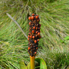 Enderby Island.<br>Photographer: Jane Gosden, Licence: <a target='_blank' href='https://creativecommons.org/licenses/by-nc-sa/4.0'>CC BY-NC-SA</a>. <a class='member-message' href='/nzpcn/why-join-nzpcn/' target='_blank'>Members can view a larger version of this image.</a>