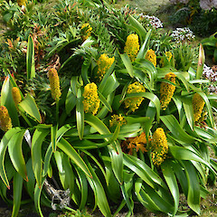 Enderby Island.<br>Photographer: Jane Gosden, Licence: <a target='_blank' href='https://creativecommons.org/licenses/by-nc-sa/4.0'>CC BY-NC-SA</a>. <a class='member-message' href='/nzpcn/why-join-nzpcn/' target='_blank'>Members can view a larger version of this image.</a>