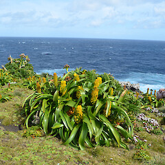 Enderby Island.<br>Photographer: Jane Gosden, Licence: <a target='_blank' href='https://creativecommons.org/licenses/by-nc-sa/4.0'>CC BY-NC-SA</a>. <a class='member-message' href='/nzpcn/why-join-nzpcn/' target='_blank'>Members can view a larger version of this image.</a>
