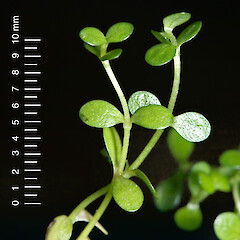 In cultivation.<br>Photographer: Jeremy R. Rolfe, Date taken: 21/03/2007, Licence: <a target='_blank' href='https://creativecommons.org/licenses/by/4.0'>CC BY</a>. <a class='member-message' href='/nzpcn/why-join-nzpcn/' target='_blank'>Members can view a larger version of this image.</a>