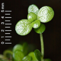 In cultivation.<br>Photographer: Jeremy R. Rolfe, Date taken: 21/03/2007, Licence: <a target='_blank' href='https://creativecommons.org/licenses/by/4.0'>CC BY</a>. <a class='member-message' href='/nzpcn/why-join-nzpcn/' target='_blank'>Members can view a larger version of this image.</a>
