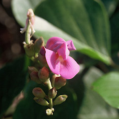 Canavalia rosea.<br>Photographer: Jonathan Boow, Licence: All rights reserved.
