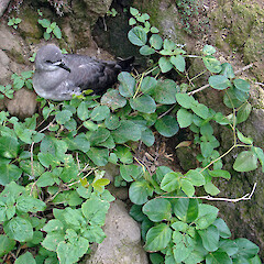 South Meyer Island, Kermadec Islands. Kermadec petrel. May 2011.<br>Photographer: Peter J de Lange, Licence: <a target='_blank' href='https://creativecommons.org/licenses/by-nc/4.0'>CC BY-NC</a>. <a class='member-message' href='/nzpcn/why-join-nzpcn/' target='_blank'>Members can view a larger version of this image.</a>