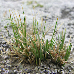 Carex decurtata