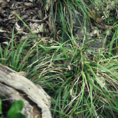 Carex elingamita