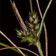 Carex filamentosa