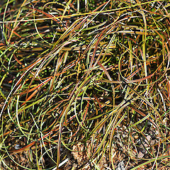 Carex impexa