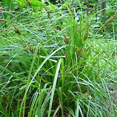 Carex kermadecensis