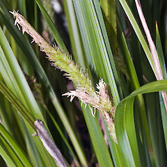 In cultivation ex Raoul Island.<br>Photographer: Jeremy R. Rolfe, Date taken: 19/10/2007, Licence: <a target='_blank' href='https://creativecommons.org/licenses/by/4.0'>CC BY</a>. <a class='member-message' href='/nzpcn/why-join-nzpcn/' target='_blank'>Members can view a larger version of this image.</a>