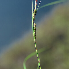 Carex ophiolithica