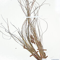 Carex pleiostachys