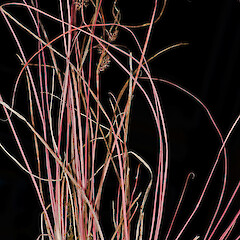 Carex tahoata