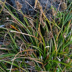 Carex trachycarpa