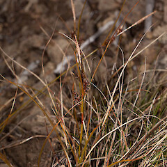 Carex traversii