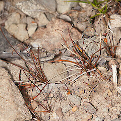 Carex uncifolia