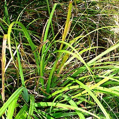 Carex ventosa