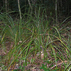 Chatham Islands.<br>Photographer: John Sawyer, Licence: <a target='_blank' href='https://creativecommons.org/licenses/by-nc/4.0'>CC BY-NC</a>. <a class='member-message' href='/nzpcn/why-join-nzpcn/' target='_blank'>Members can view a larger version of this image.</a>