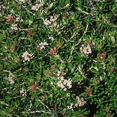 Surville Cliffs (Sept).<br>Photographer: John Smith-Dodsworth, Licence: <a target='_blank' href='https://creativecommons.org/licenses/by-nc/4.0'>CC BY-NC</a>.