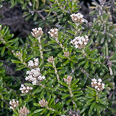 Surville Cliffs, Te Paki.<br>Photographer: Jeremy R. Rolfe, Date taken: 08/11/2007, Licence: <a target='_blank' href='https://creativecommons.org/licenses/by/4.0'>CC BY</a>. <a class='member-message' href='/nzpcn/why-join-nzpcn/' target='_blank'>Members can view a larger version of this image.</a>