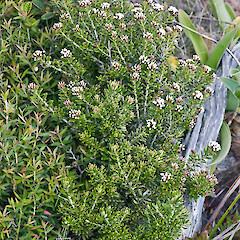 Surville Cliffs, Te Paki.<br>Photographer: Jeremy R. Rolfe, Date taken: 19/10/2009, Licence: <a target='_blank' href='https://creativecommons.org/licenses/by/4.0'>CC BY</a>. <a class='member-message' href='/nzpcn/why-join-nzpcn/' target='_blank'>Members can view a larger version of this image.</a>
