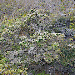 Surville Cliffs, Te Paki.<br>Photographer: Jeremy R. Rolfe, Date taken: 17/11/2010, Licence: <a target='_blank' href='https://creativecommons.org/licenses/by/4.0'>CC BY</a>. <a class='member-message' href='/nzpcn/why-join-nzpcn/' target='_blank'>Members can view a larger version of this image.</a>