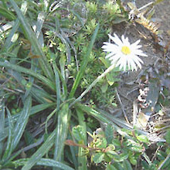 Mt Manaia, November.<br>Photographer: John Smith-Dodsworth, Licence: <a target='_blank' href='https://creativecommons.org/licenses/by-nc/4.0'>CC BY-NC</a>.