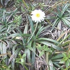 Mt Manaia, November.<br>Photographer: John Smith-Dodsworth, Licence: <a target='_blank' href='https://creativecommons.org/licenses/by-nc/4.0'>CC BY-NC</a>.