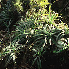 Celmisia adamsii var. rugulosa, Bream Head.<br>Photographer: Peter J de Lange, Licence: <a target='_blank' href='https://creativecommons.org/licenses/by-nc/4.0'>CC BY-NC</a>.