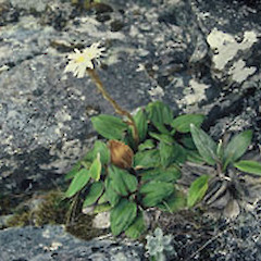 Mt Fishtail (January).<br>Photographer: John Smith-Dodsworth, Licence: <a target='_blank' href='https://creativecommons.org/licenses/by-nc/4.0'>CC BY-NC</a>.
