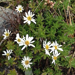 Flowering at Mt Domett, Kahurangi National Park.<br>Photographer: Simon Walls, Date taken: 26/01/2017, Licence: <a target='_blank' href='https://creativecommons.org/licenses/by-nc/4.0'>CC BY-NC</a>. <a class='member-message' href='/nzpcn/why-join-nzpcn/' target='_blank'>Members can view a larger version of this image.</a>