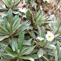 Cannibal Bay (January).<br>Photographer: John Smith-Dodsworth, Licence: <a target='_blank' href='https://creativecommons.org/licenses/by-nc/4.0'>CC BY-NC</a>.
