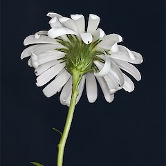 cultivated Dunedin, ex Catlins.<br>Photographer: Mike Thorsen, Licence: All rights reserved. <a class='member-message' href='/nzpcn/why-join-nzpcn/' target='_blank'>Members can view a larger version of this image.</a>