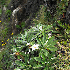 Cannibal Bay, Otago.<br>Photographer: John Barkla, Date taken: 01/01/2013, Licence: <a target='_blank' href='https://creativecommons.org/licenses/by/4.0'>CC BY</a>. <a class='member-message' href='/nzpcn/why-join-nzpcn/' target='_blank'>Members can view a larger version of this image.</a>