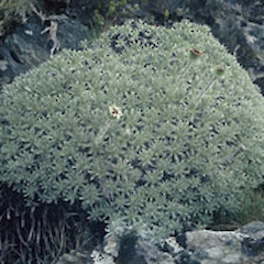 At Mt Fishtail (January).<br>Photographer: John Smith-Dodsworth, Licence: <a target='_blank' href='https://creativecommons.org/licenses/by-nc/4.0'>CC BY-NC</a>.
